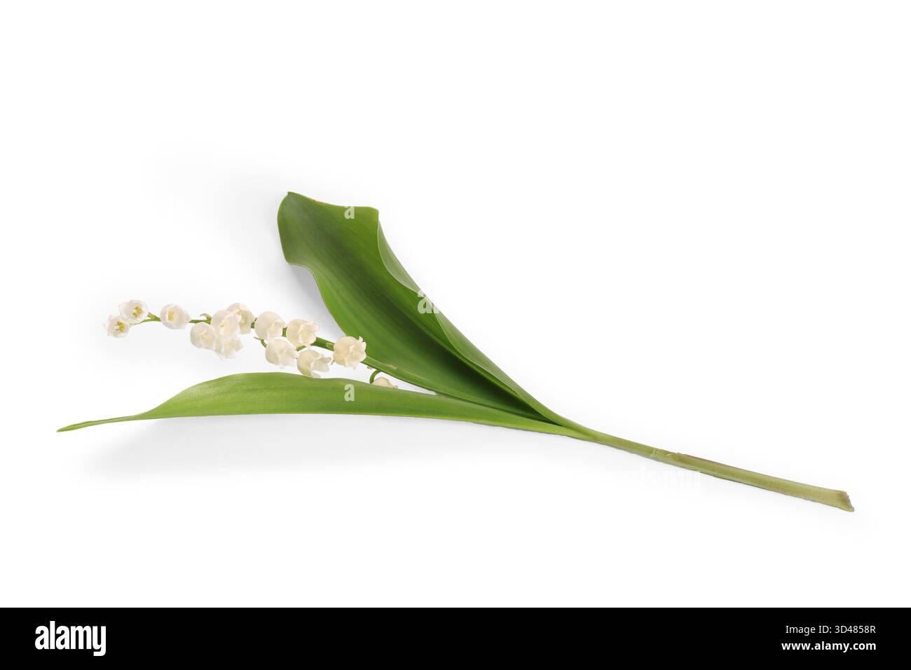 Lily of the valley isolated hi-res stock photography and images
