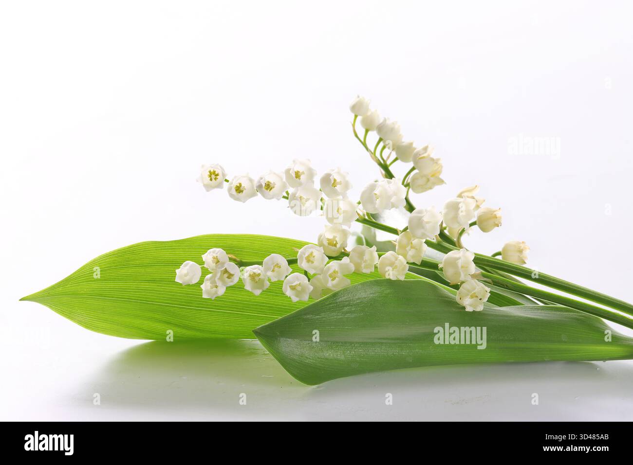 Lily of the valley isolated hi-res stock photography and images