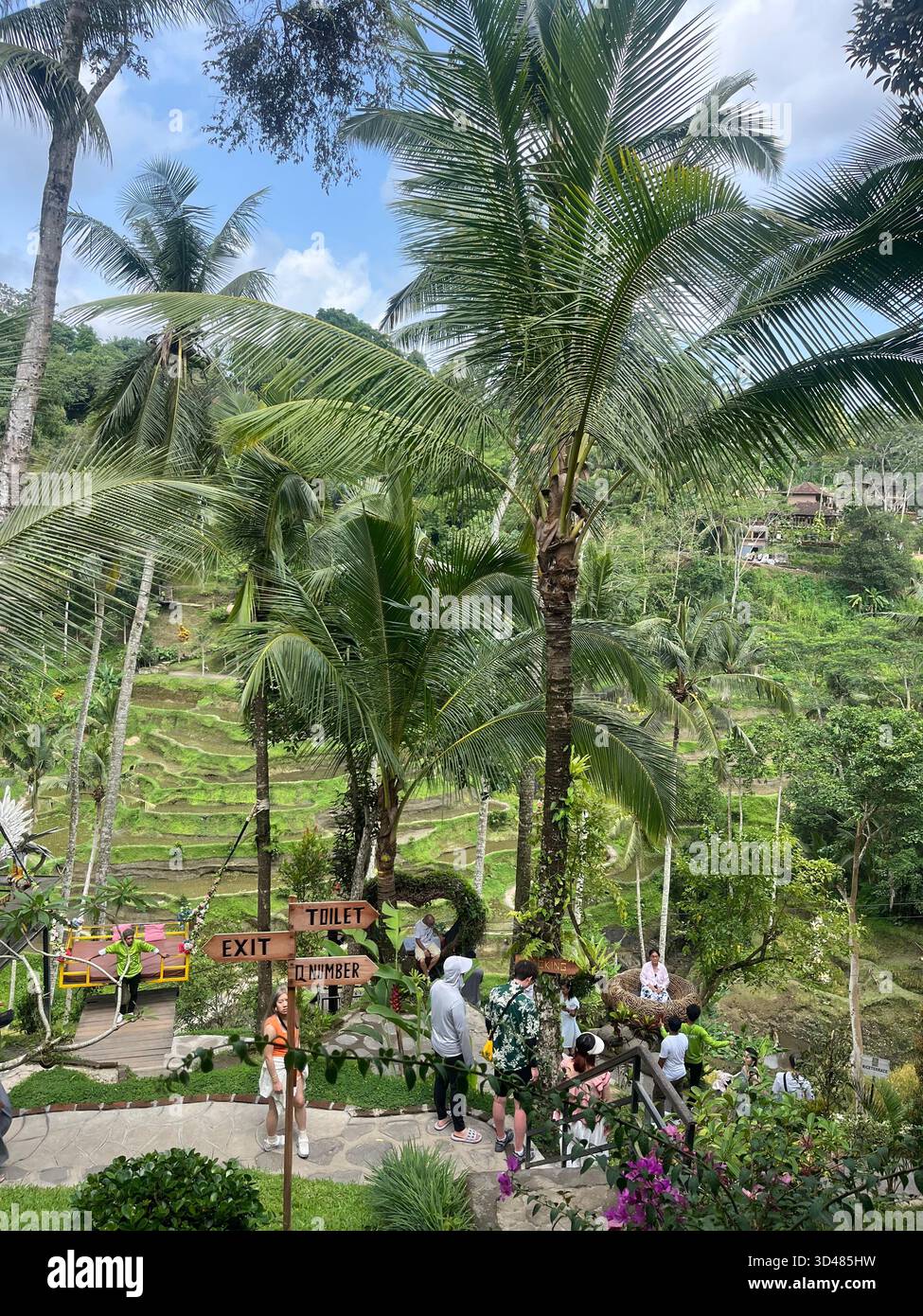 A collection of tropical landscapes showcasing lush jungle waterfalls, vibrant rice fields and dramatic ocean cliffs. - Smartphone Captured Stock Image