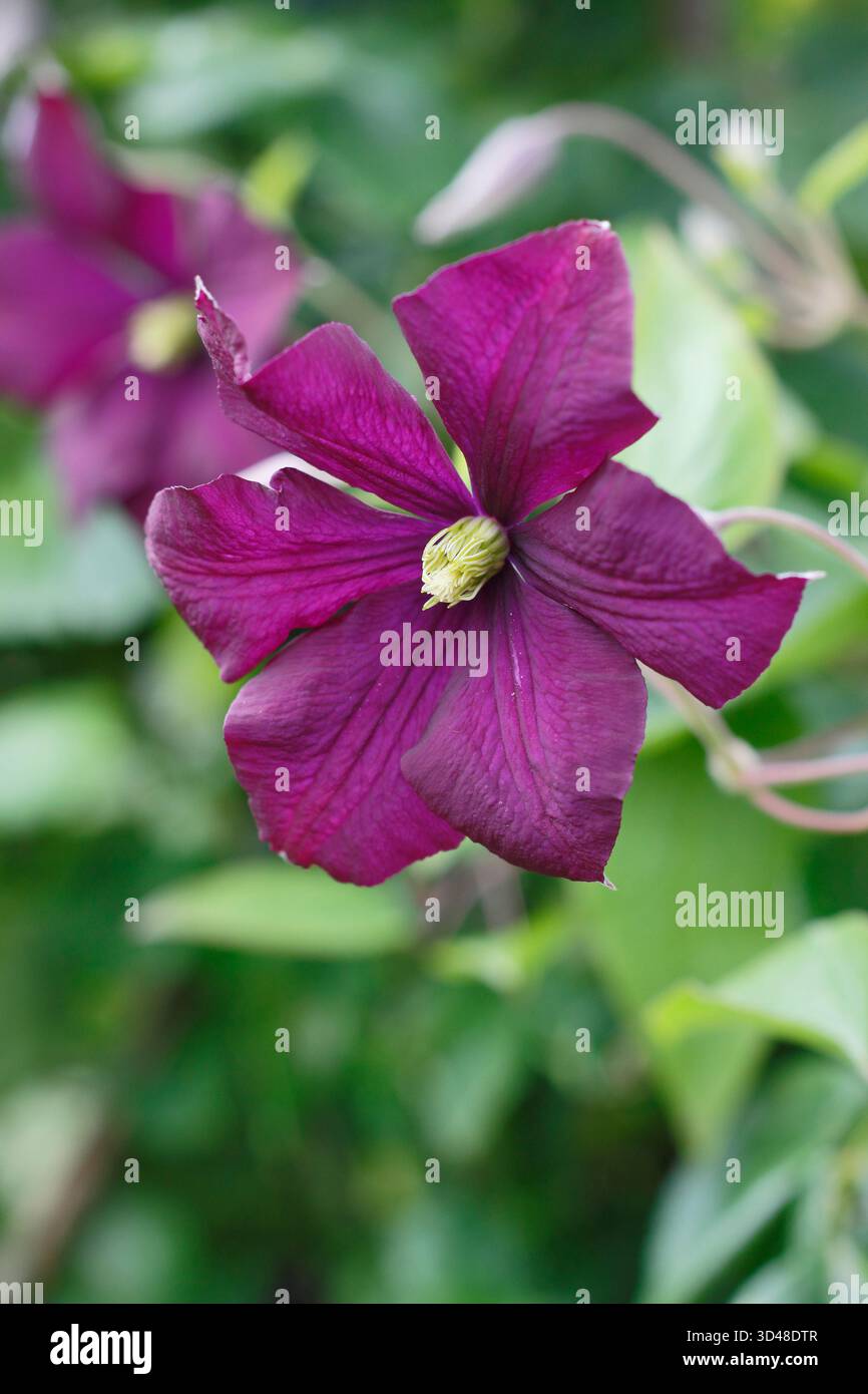 Clematis Etoile Violette, a dark purple viticella clematis, also called Clematis viticella 'Étoile Violette' and Clematis Violet Star. Stock Photo