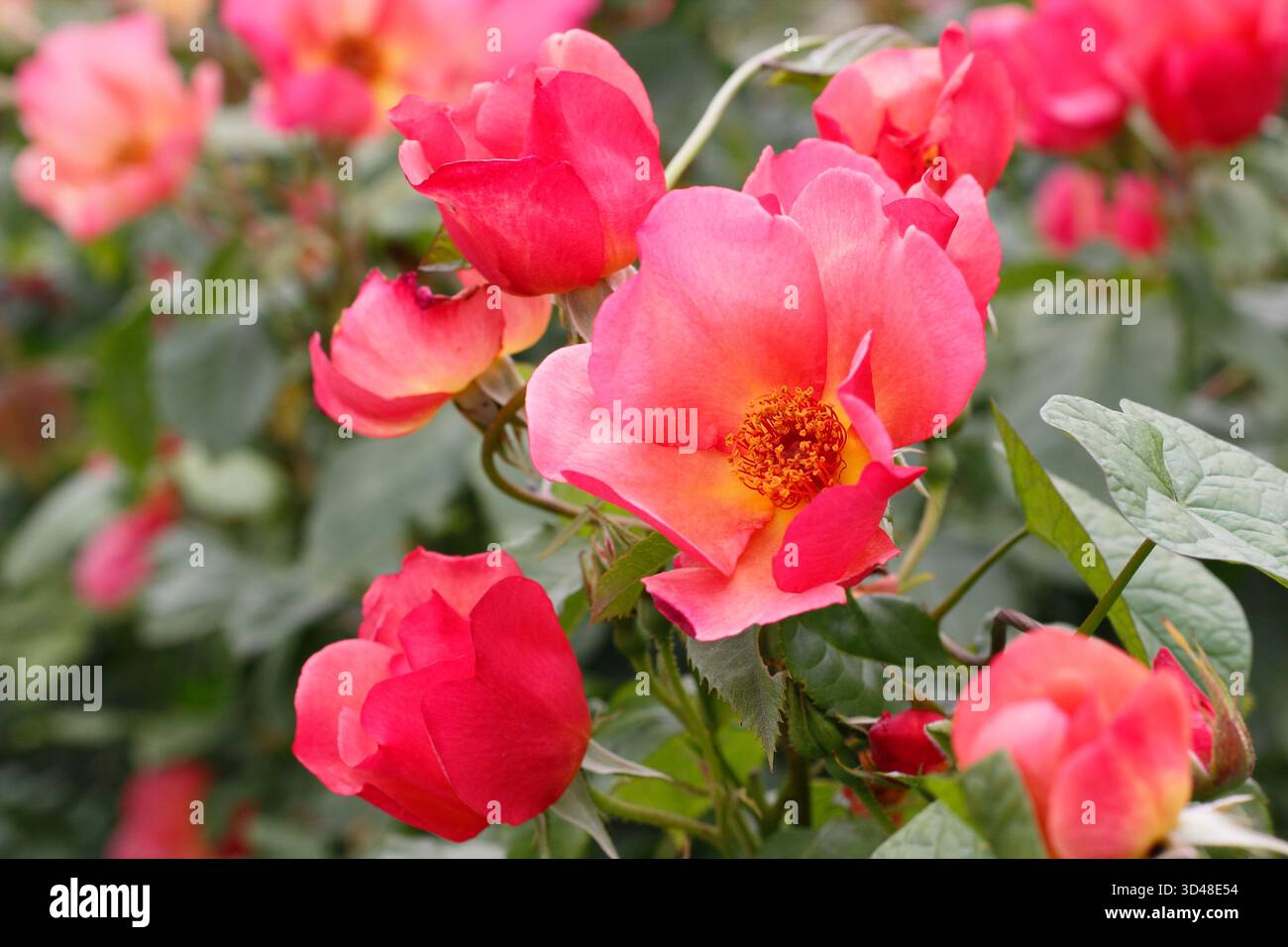 Pink English Shrub Roses Rose. Rosa morning mist, also called Ausfire, a large English shrub ...