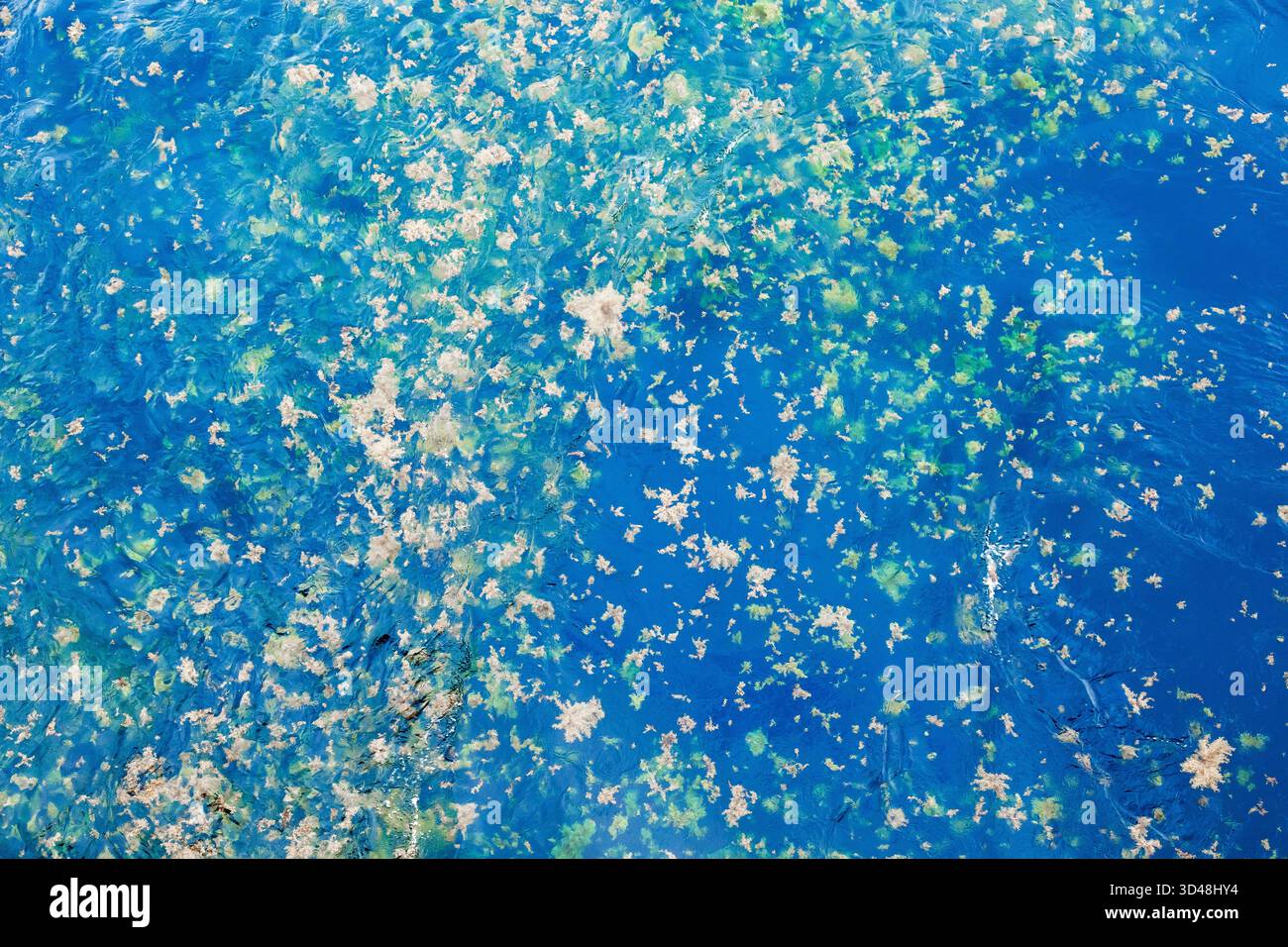 Floating algae on the surface of the sea Stock Photo - Alamy