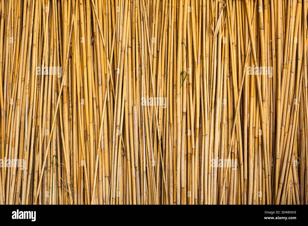 Dry reed fence. Background from dry reed sticks Stock Photo - Alamy