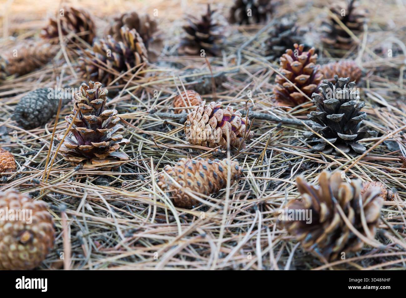 Cones lie on the ground with dried pine needles Stock Photo