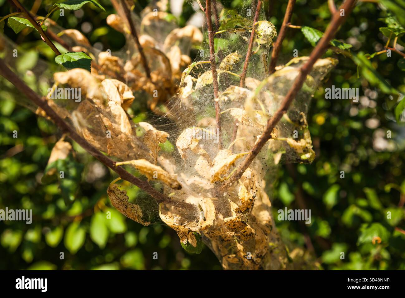 Spider web on the branches of a green tree. Stock Photo