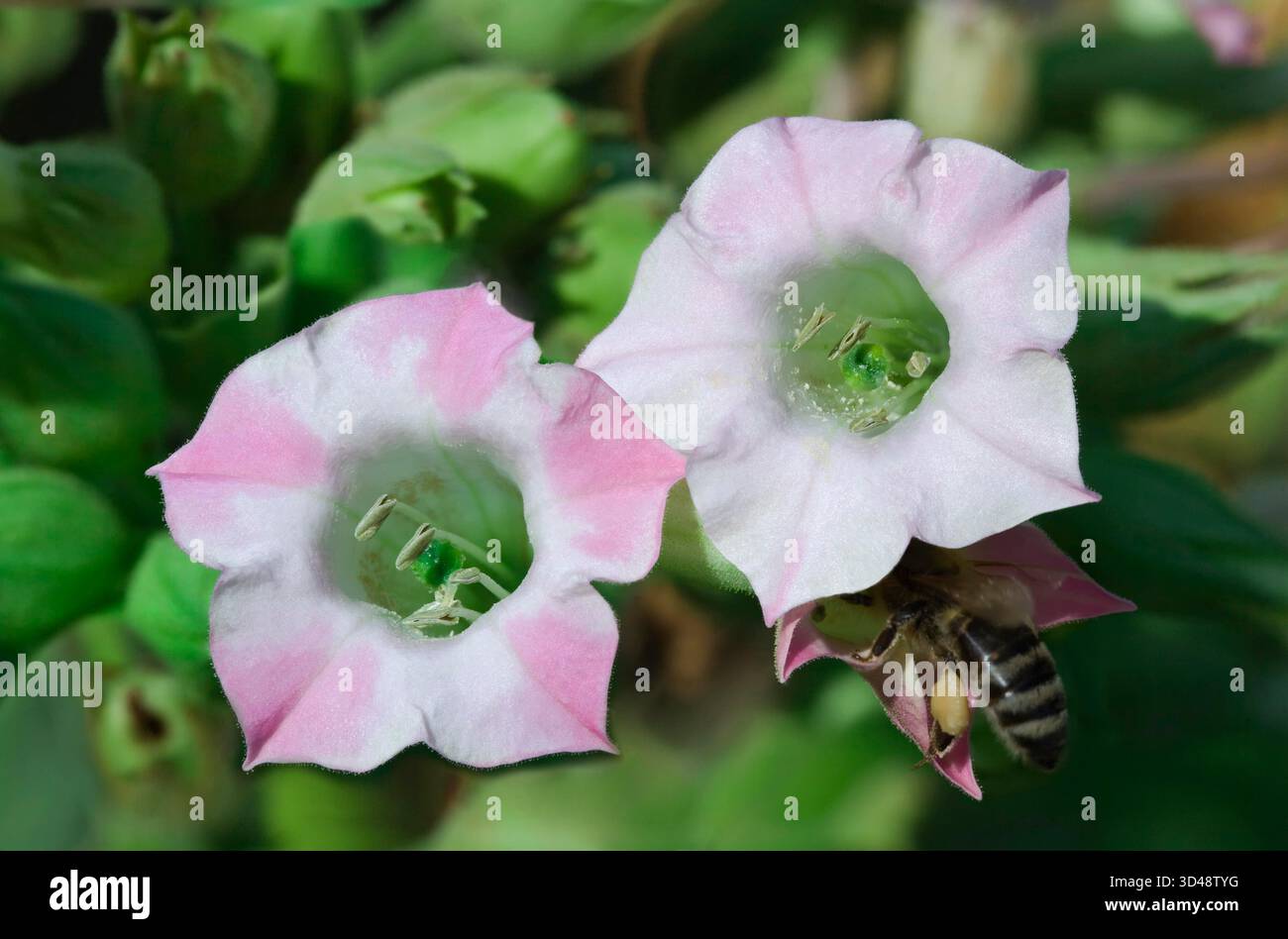 tobacco pollination Tobacco Flower Pollination Stock Photo