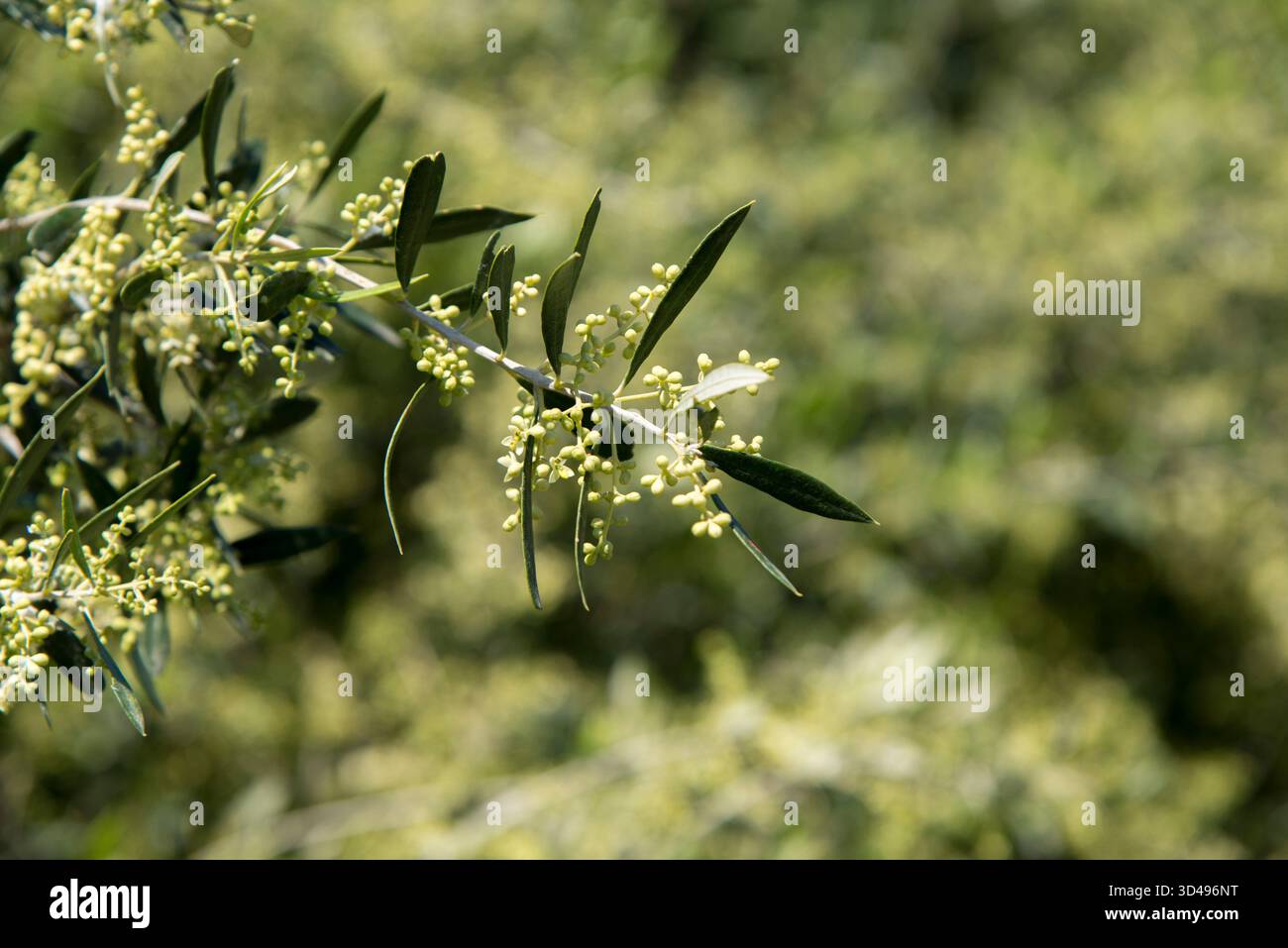 A blooming olive branch in a spring meadow Stock Photo
