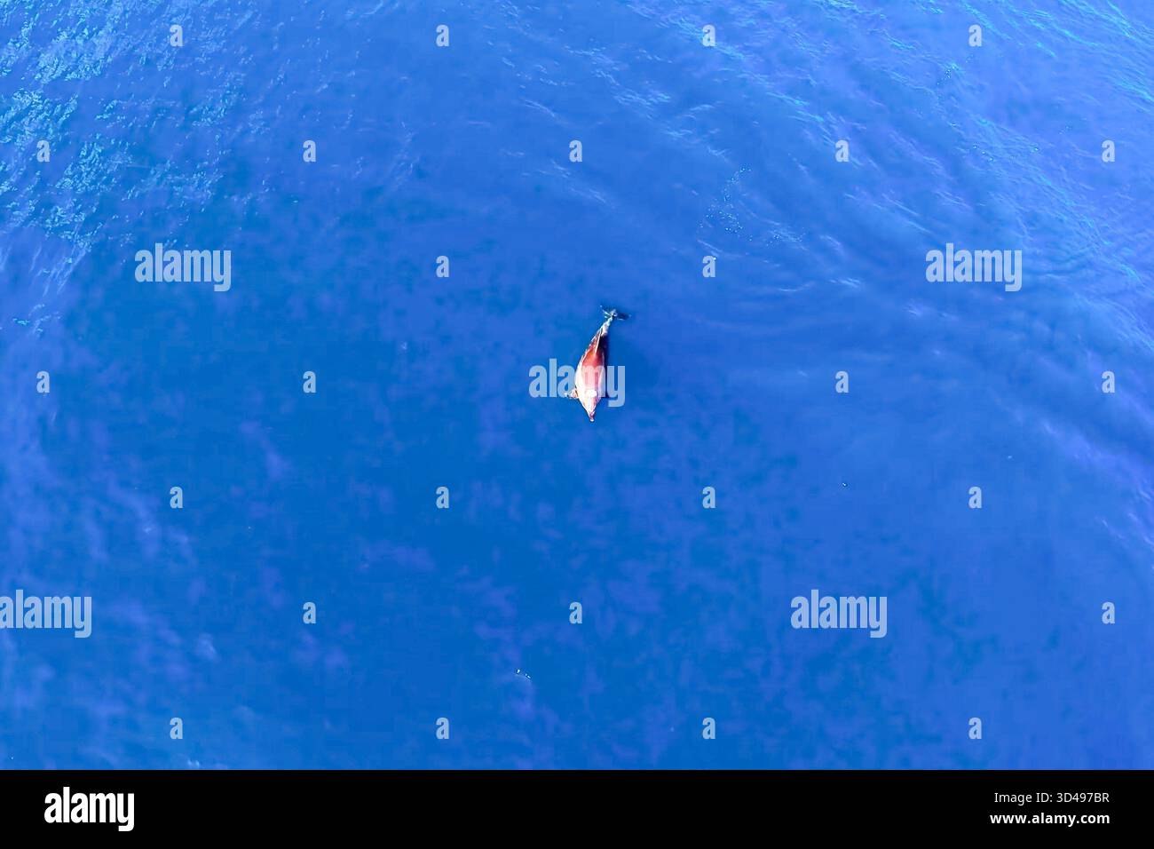 Top view of bottlenose dolphins in sea water. wild dolphins in the ...