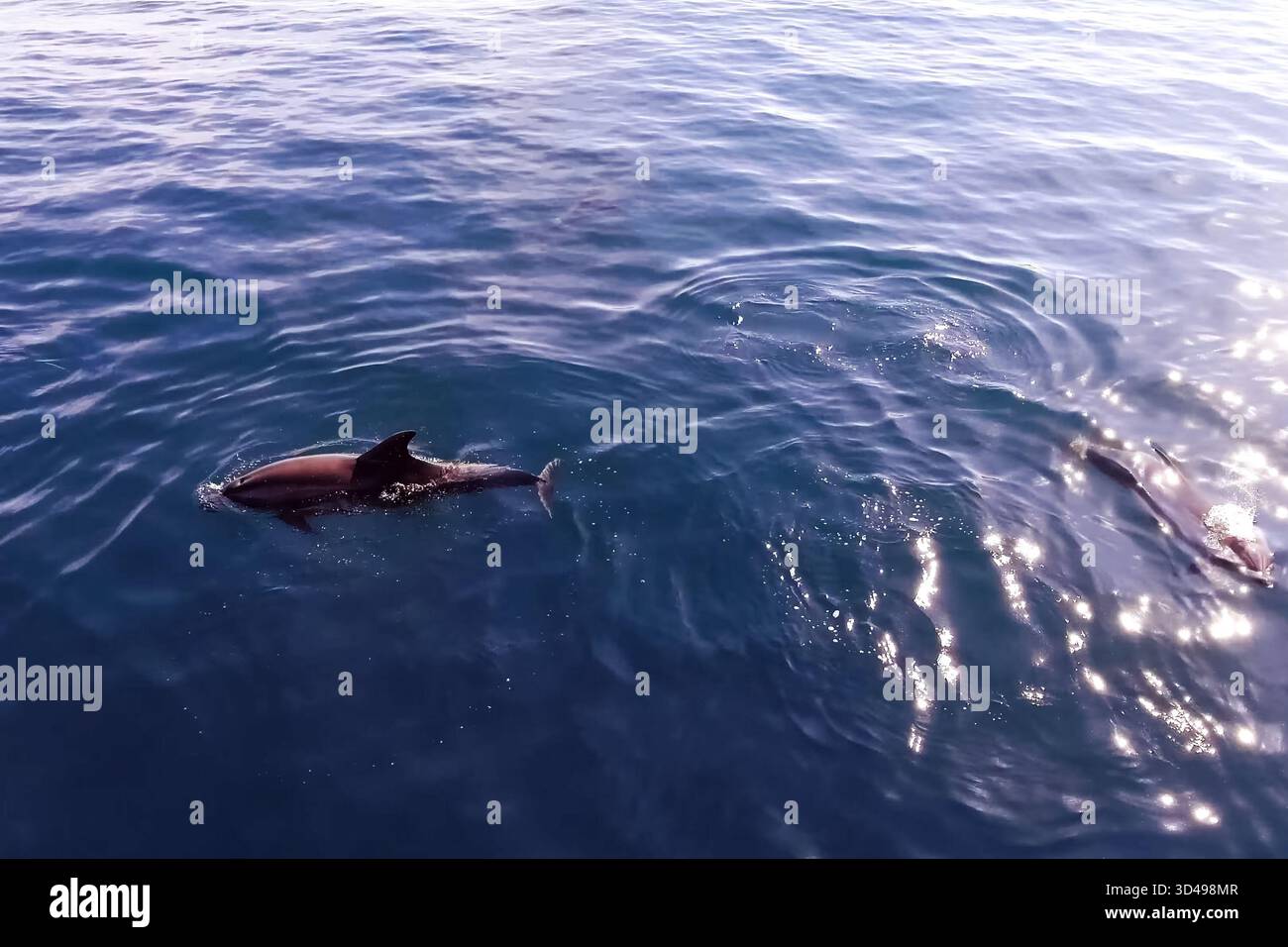 Top view of bottlenose dolphins in sea water. wild dolphins in the ...