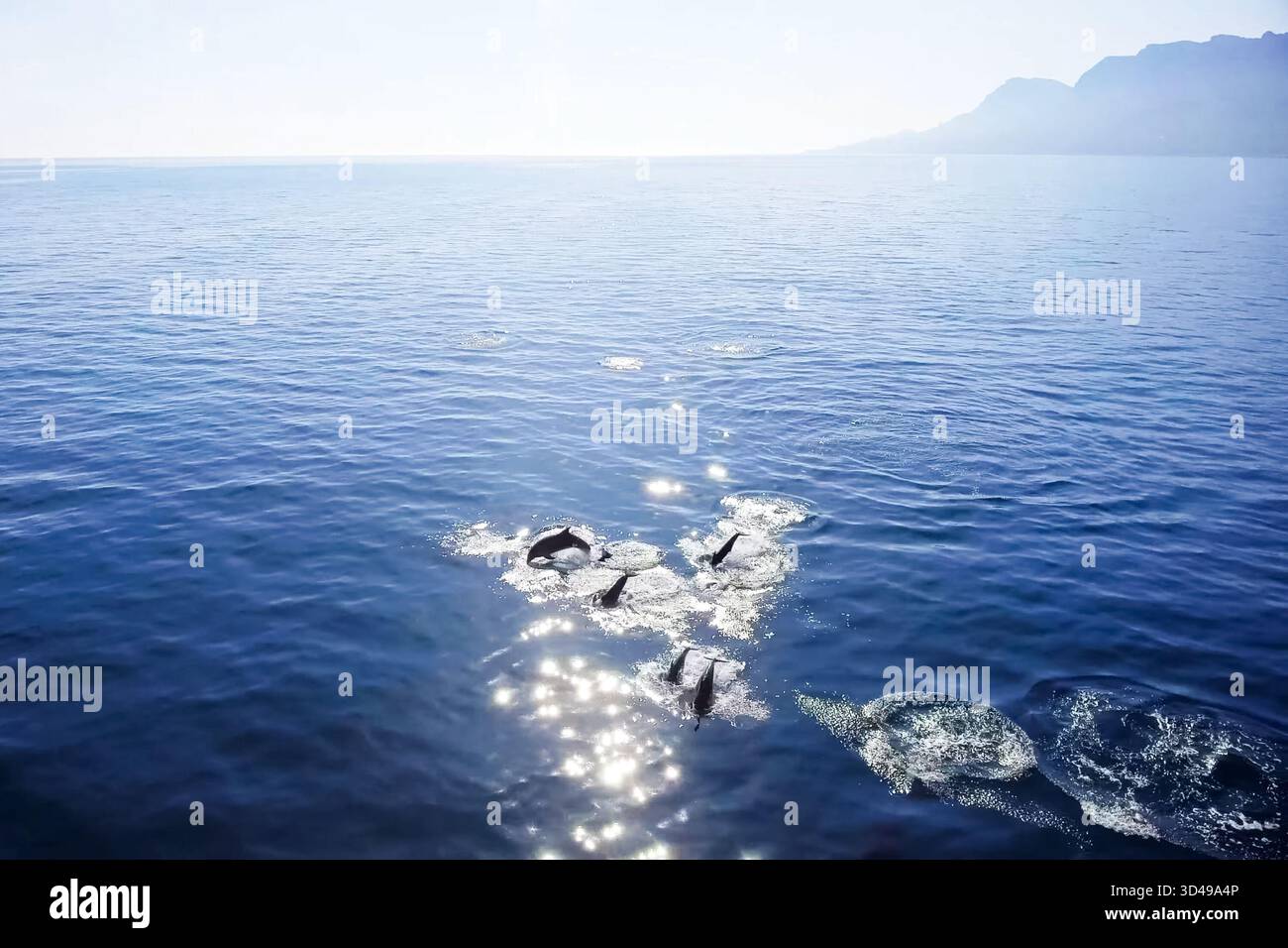 Top view of bottlenose dolphins in sea water. wild dolphins in the ...