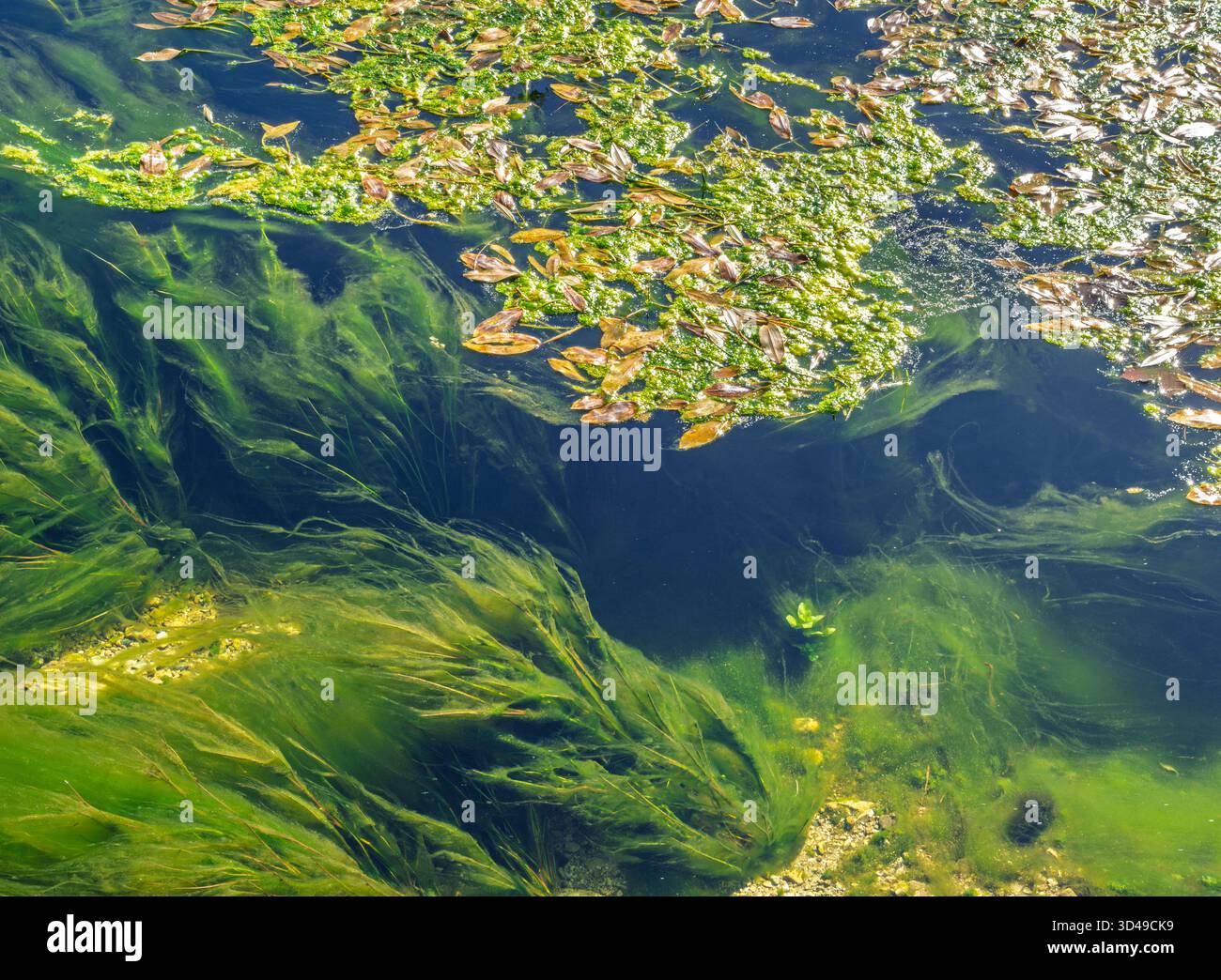 Grüne Algen und Wasserpflanzen im klaren Wasser eines Bergbaches, Imst, Tirol, Europa Grüne Algen und Wasserpflanzen im klaren Wasser eines Bergbaches Stock Photo