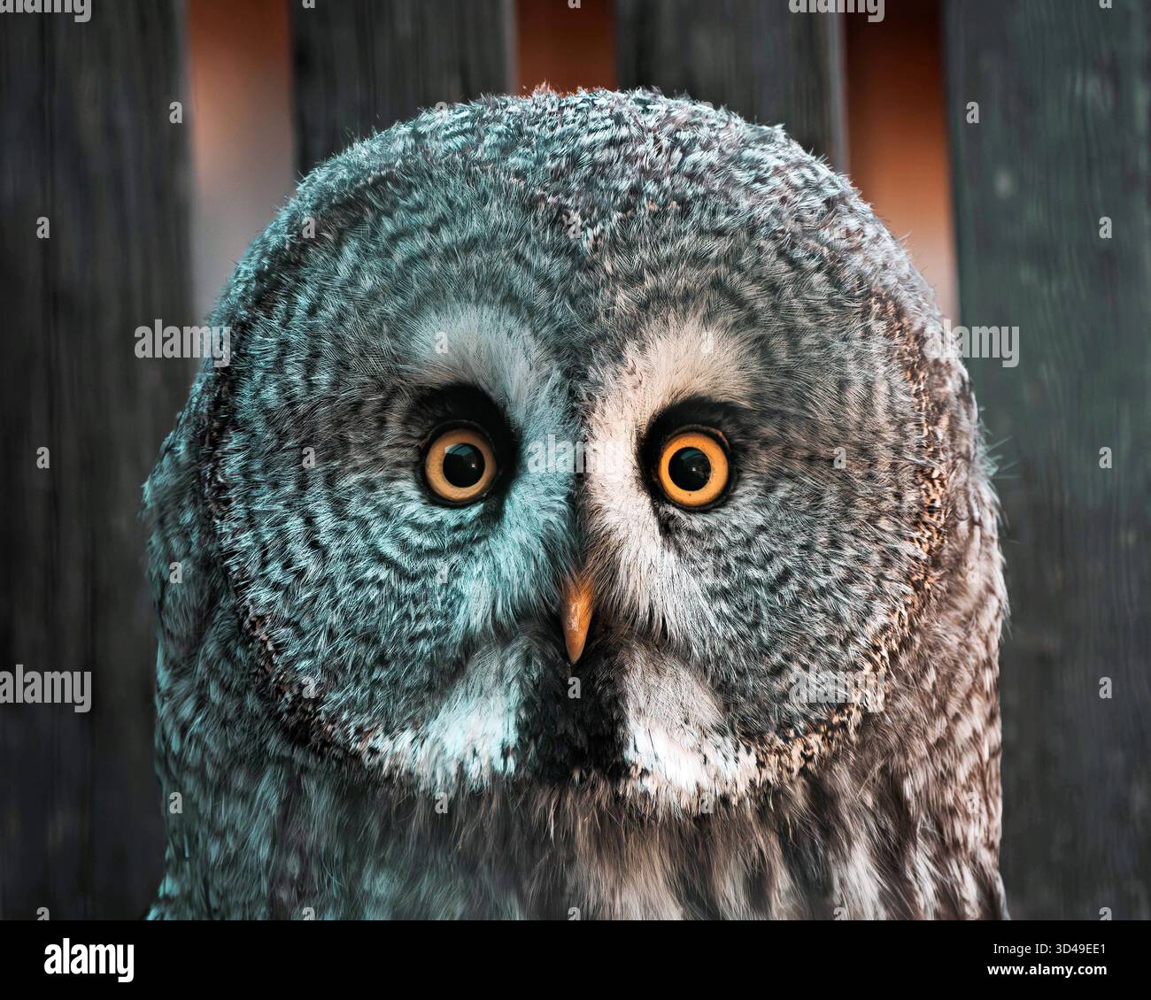 Bartkauz Stock Photo