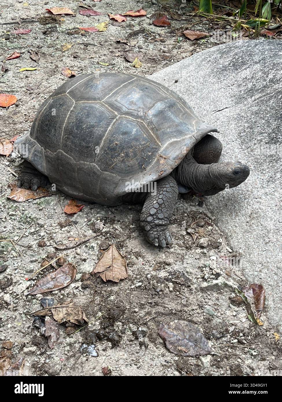 A giant tortoise resting on the ground under natural daylight. The image captures the animal’s textured shell and calm demeanor, symbolizing longevity - Smartphone Captured Stock Image