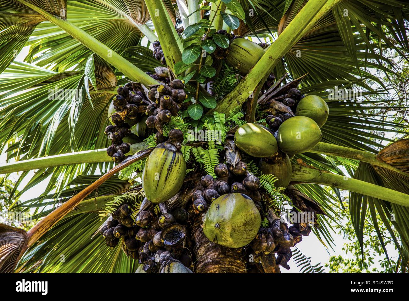 Female coco de mer, Seychelles palm, Lodoicea maldivica, most famous  endemic palm species with the largest seed in the entire plant kingdom,  Praslin Stock Photo - Alamy