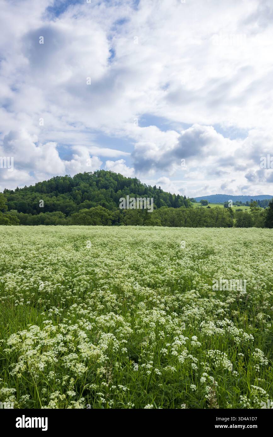 Serene forest meadow wildflowers hi-res stock photography and images ...
