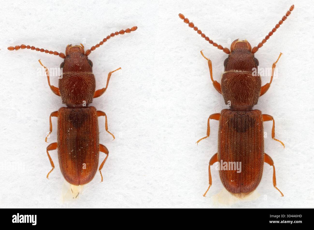 Rusty Beetle Detailed photo of a male (left) and female of Rusty grain beetle ...