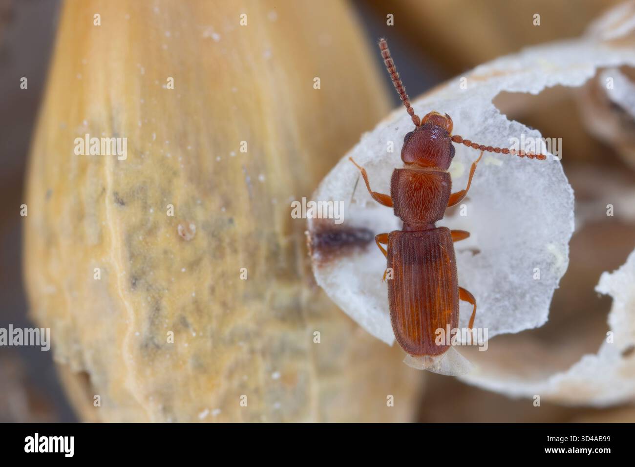 Ferruginesus hi-res stock photography and images - Alamy