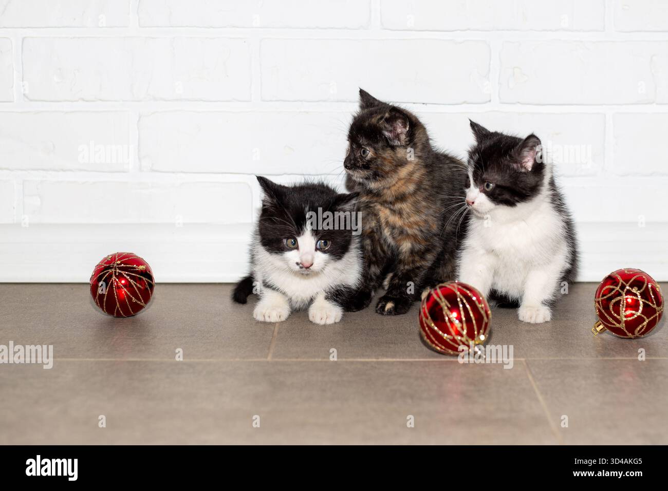 Three adorable black and white kittens sit on the floor among festive red Christmas decorations against a white brick wall. Stock Photo