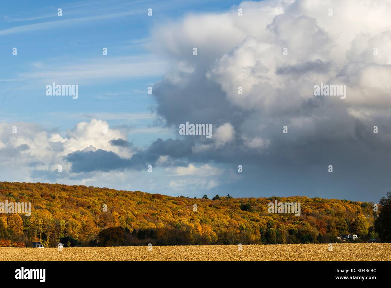 Photo d'illustration - Illustration picture Couleurs d'automnes en foret, chute de feuilles, lit de feuilles mortes  Autumn colors in the forest. Bed Stock Photo
