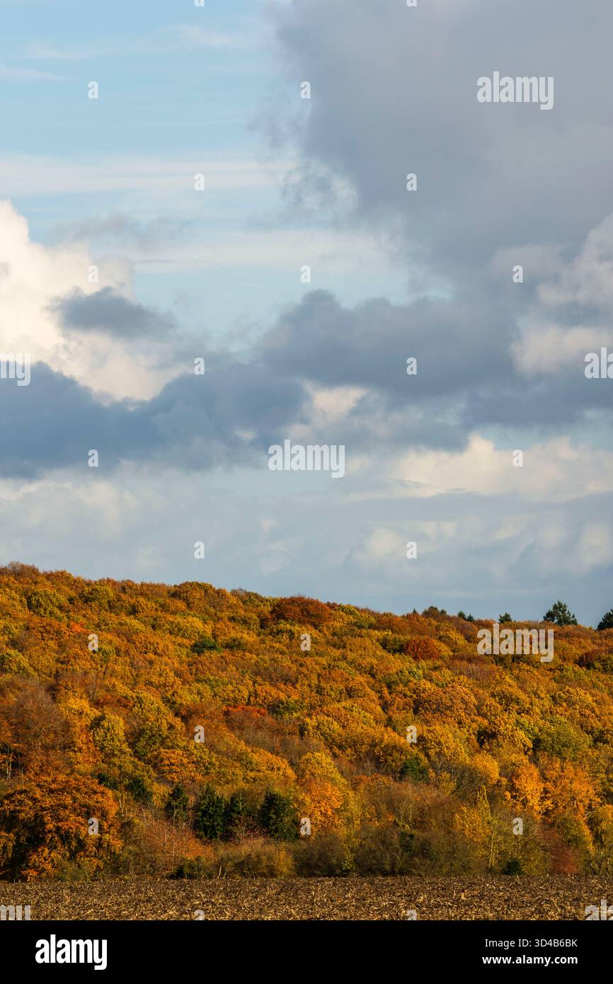 Photo d'illustration - Illustration picture Couleurs d'automnes en foret, chute de feuilles, lit de feuilles mortes  Autumn colors in the forest. Bed Stock Photo