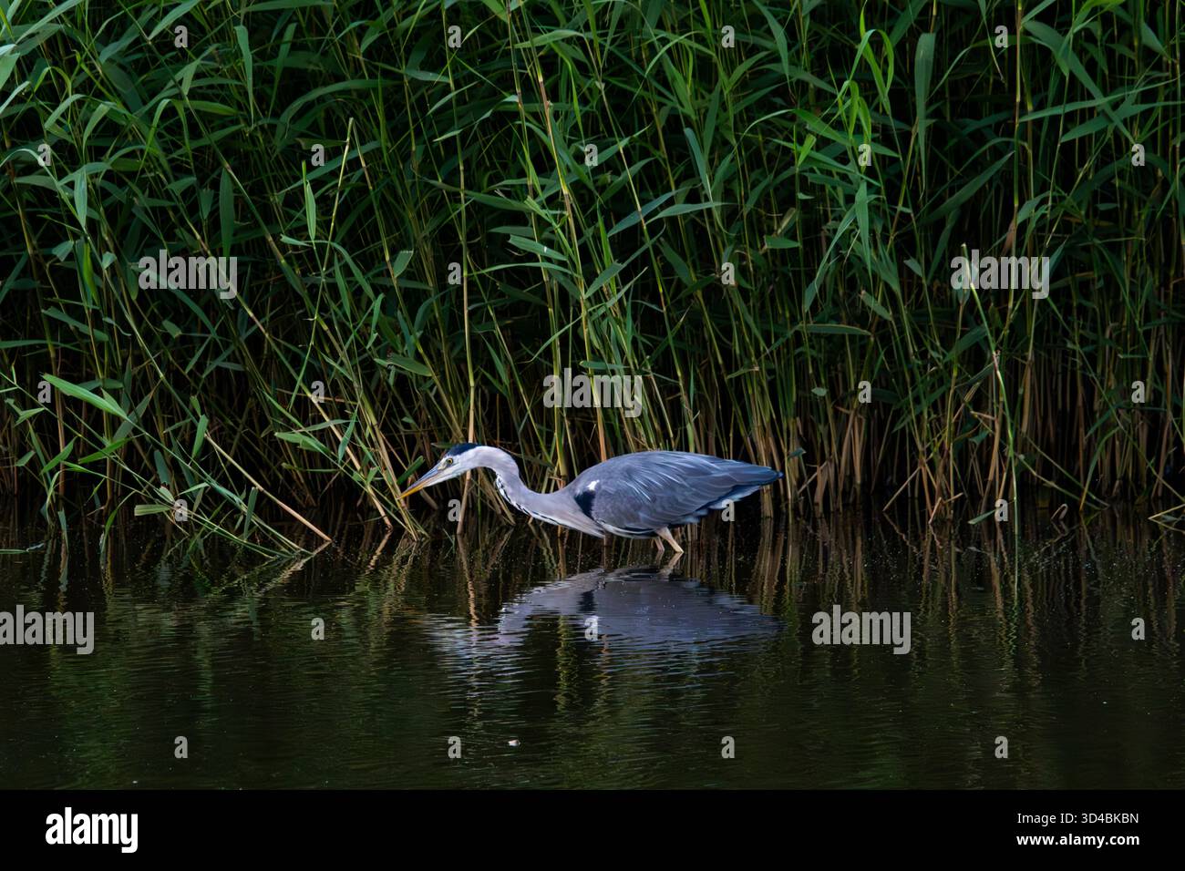 A grey heron hunting Stock Photo