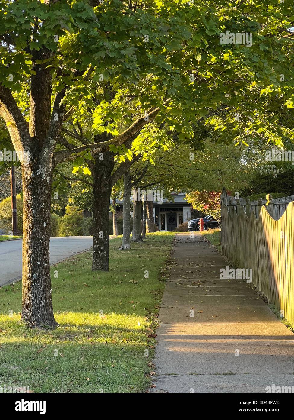 Quiet suburban sidewalk under green maple trees at golden hour - Smartphone Captured Stock Image