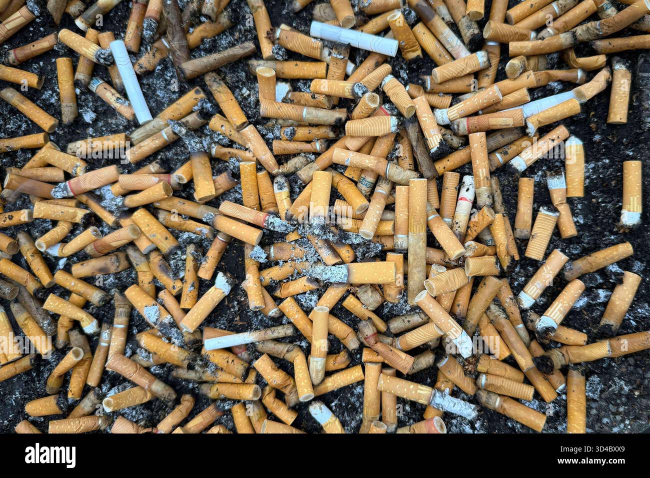 Ein großer Haufen weggeworfener Zigarettenkippen *** A large pile of  discarded cigarette butts Rheinland-Pfalz Deutschland, Germany GMS19873  Stock Photo