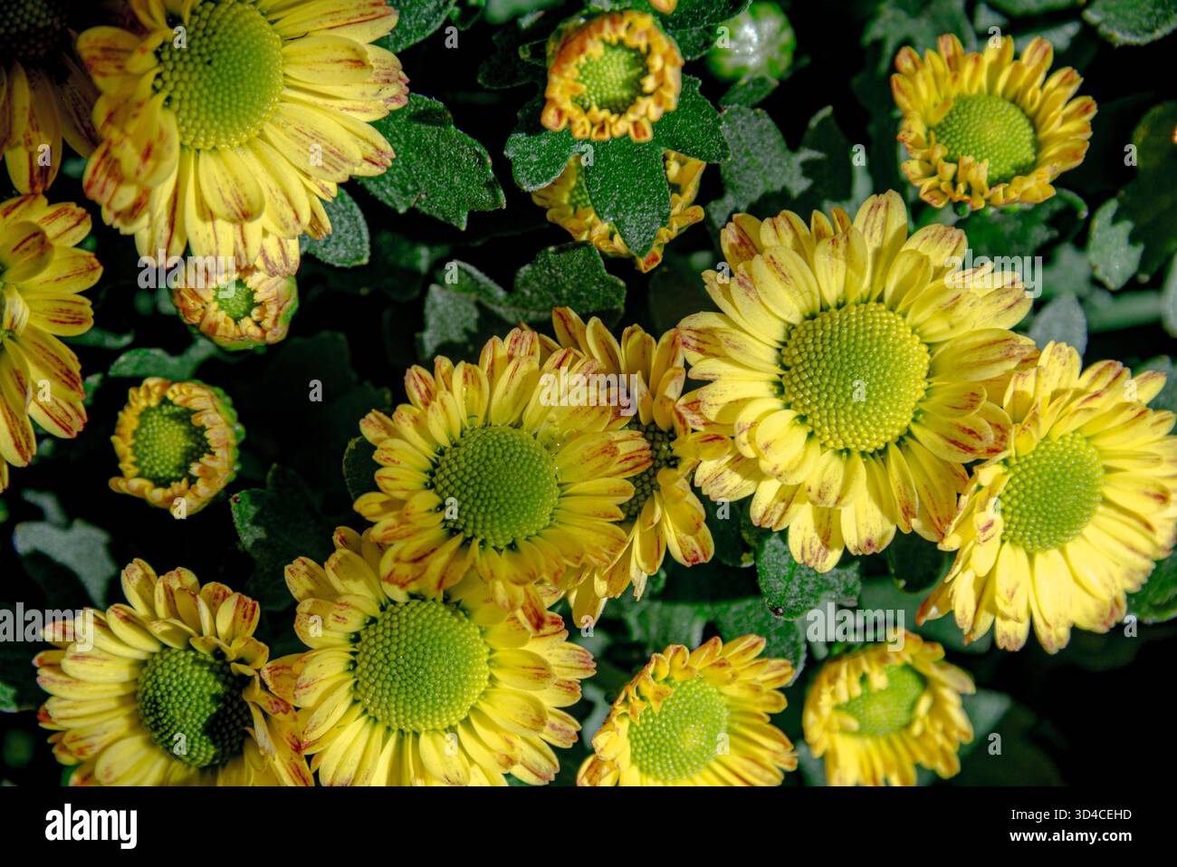 Yellow chrysanthemums on a black background Stock Photo