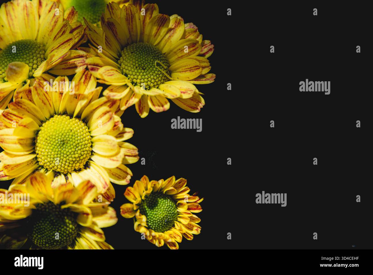 Yellow chrysanthemums on a black background Stock Photo