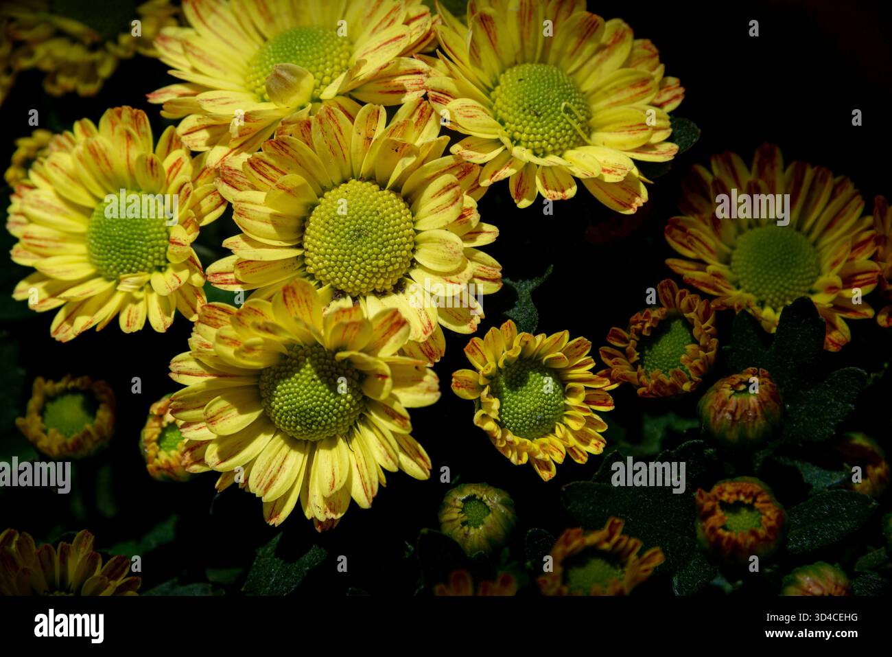 Yellow chrysanthemums on a black background Stock Photo