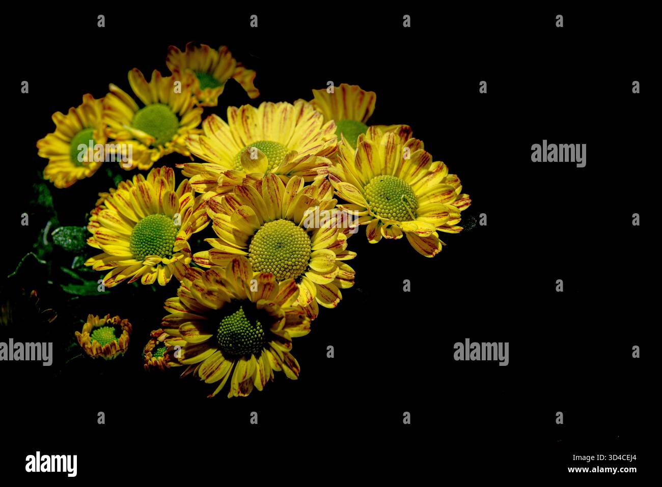 Yellow chrysanthemums on a black background Stock Photo
