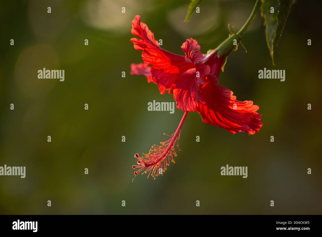 Close-up of a red hibiscus flower in full bloom, captured in natural ...
