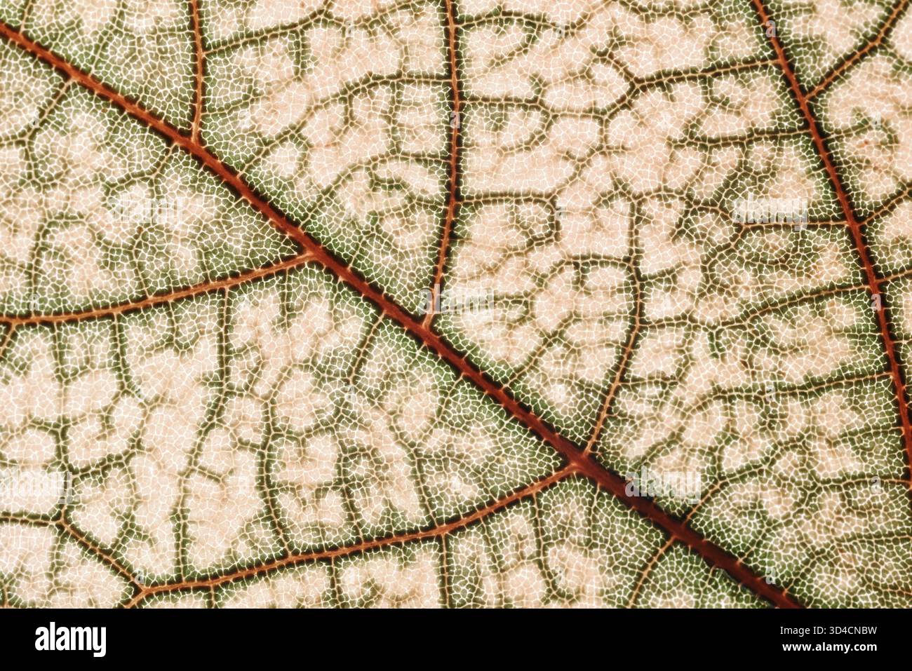 Macrophotography of the veins of a dried maple leaf. High-resolution ...