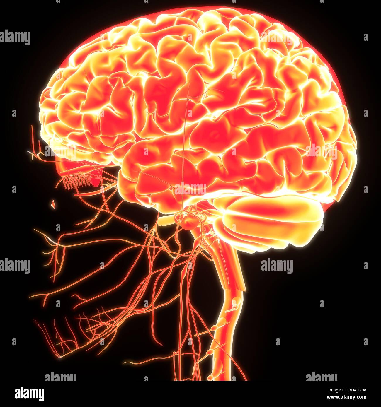 Central Organ of Human Nervous System Brain Anatomy Stock Photo - Alamy