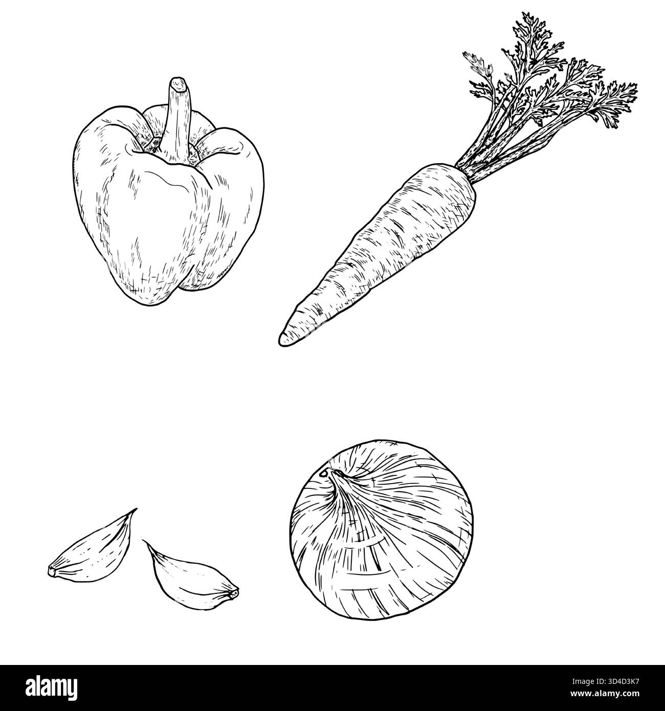 Carrots vegetable Black and White Stock Photos \u0026 Images - Page 3 - Alamy, image size:1300x1390