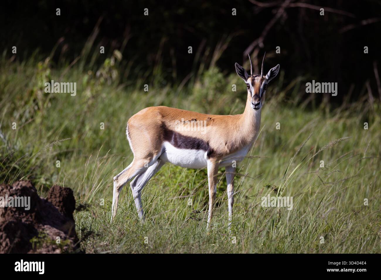 Thomson's gazelle (Eudorcas thomsonii) Photographed at Masai Mara ...