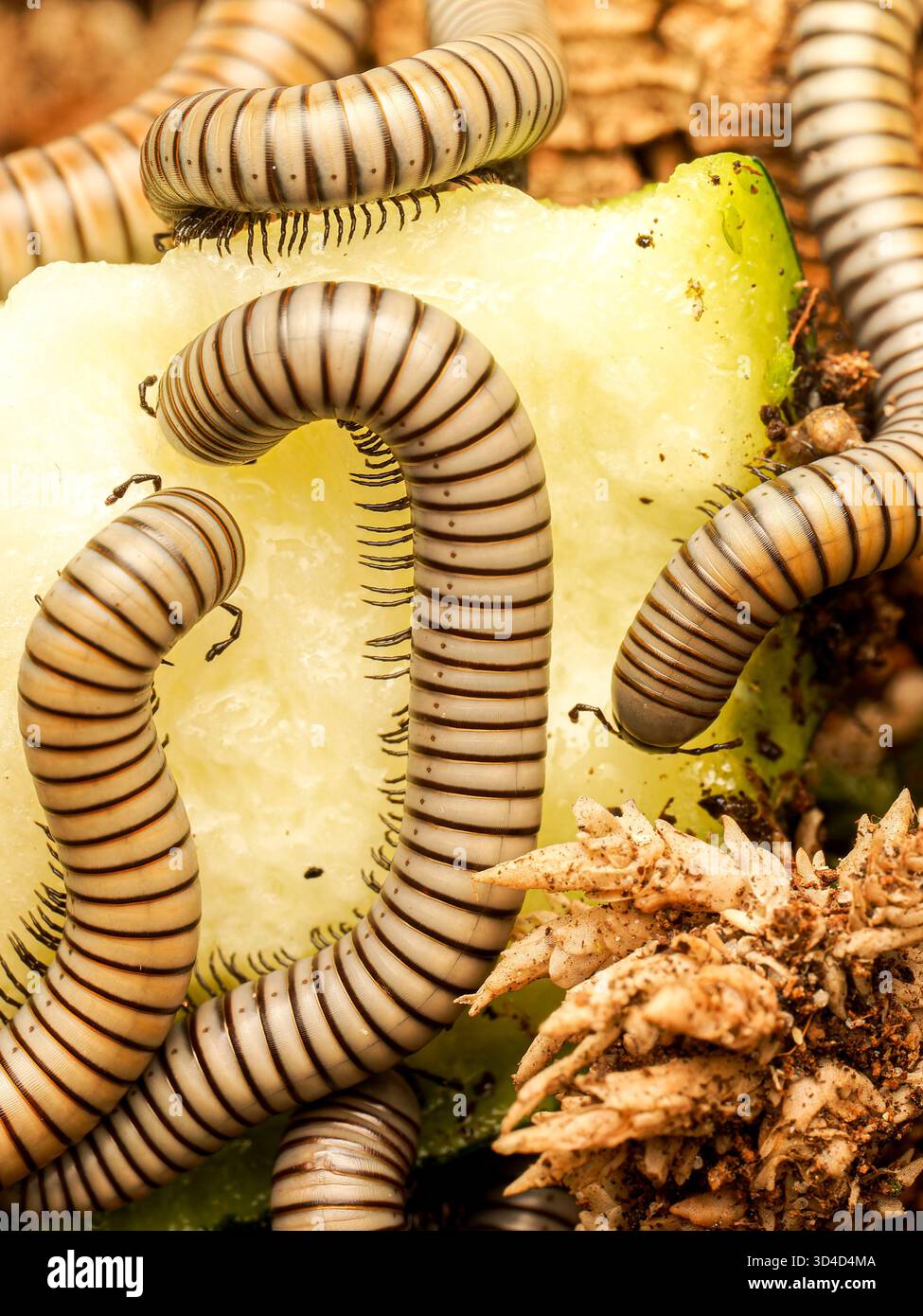Milipads Insect Millipedes (Diplopoda sp.) feeding on a slice of vegetable matter on ...
