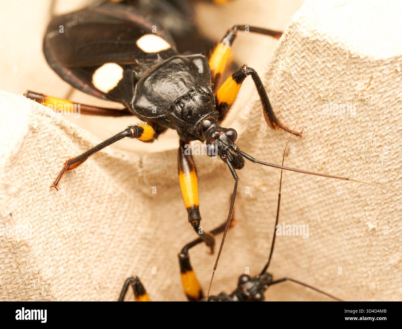 Assassin Bug Predatory Insect African assassin bug (Platymeris biguttatus), a predatory true bug ...