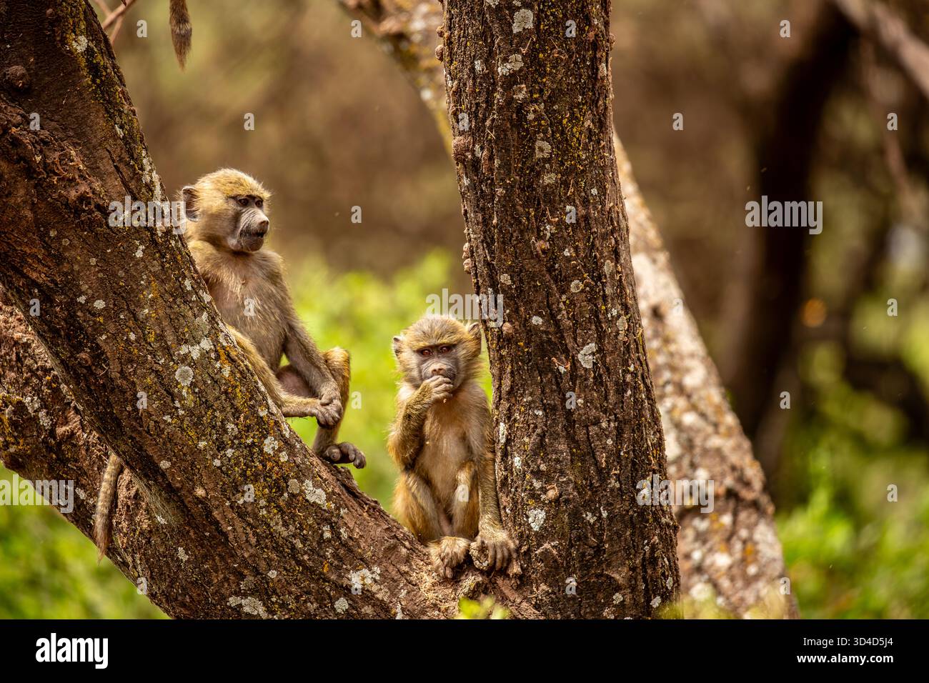 Monkeys interacting climbing trees in hi-res stock photography and ...