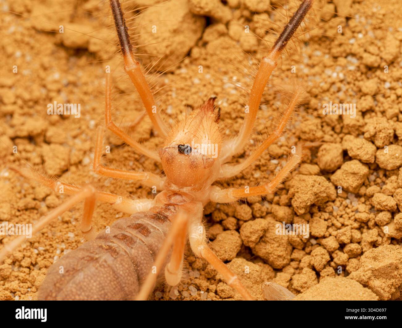Solifugae species hi-res stock photography and images - Alamy