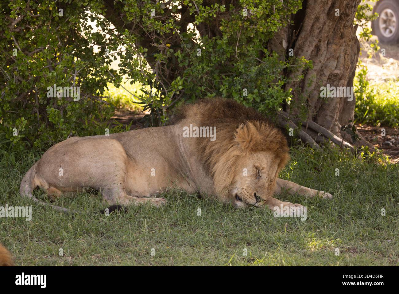 a male lion Panthera leo rests in the shade Photographed at Masai Mara ...