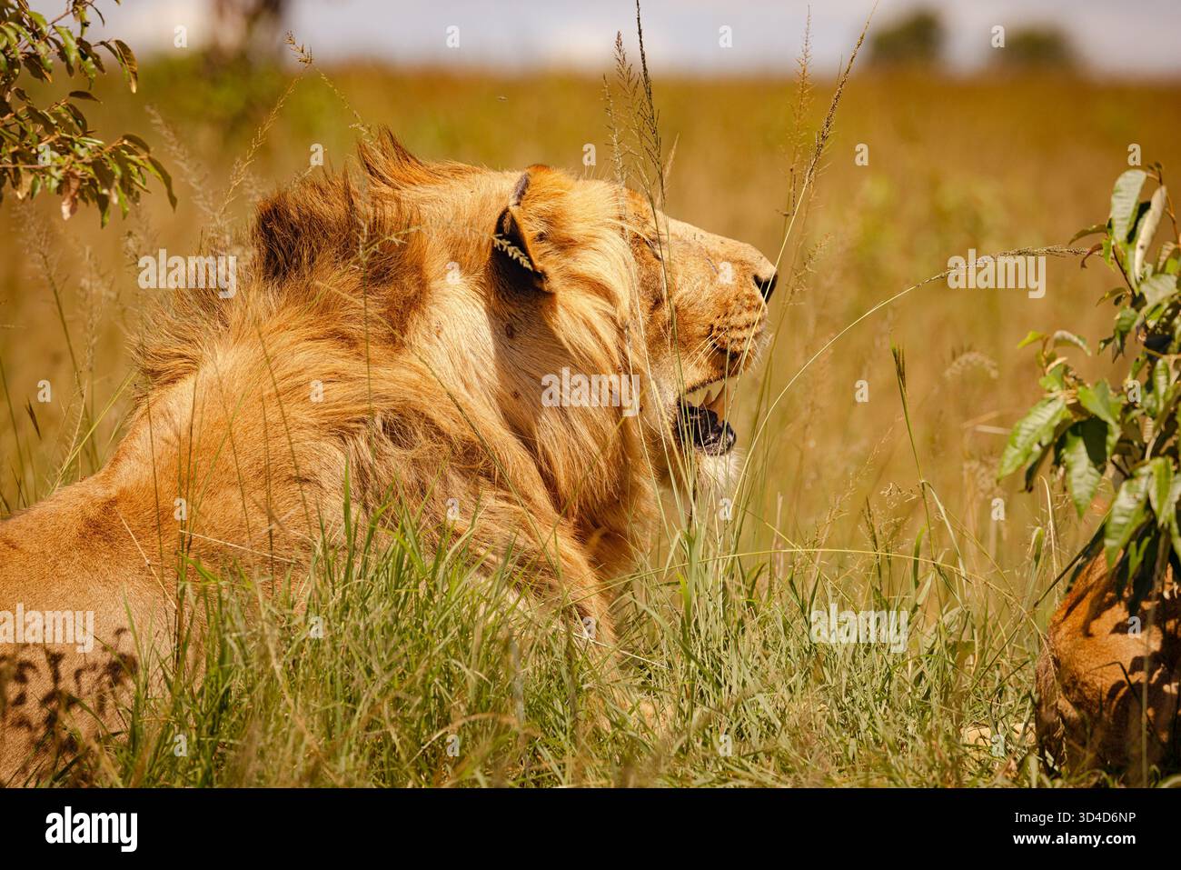 a male lion Panthera leo rests in the shade Photographed at Masai Mara ...