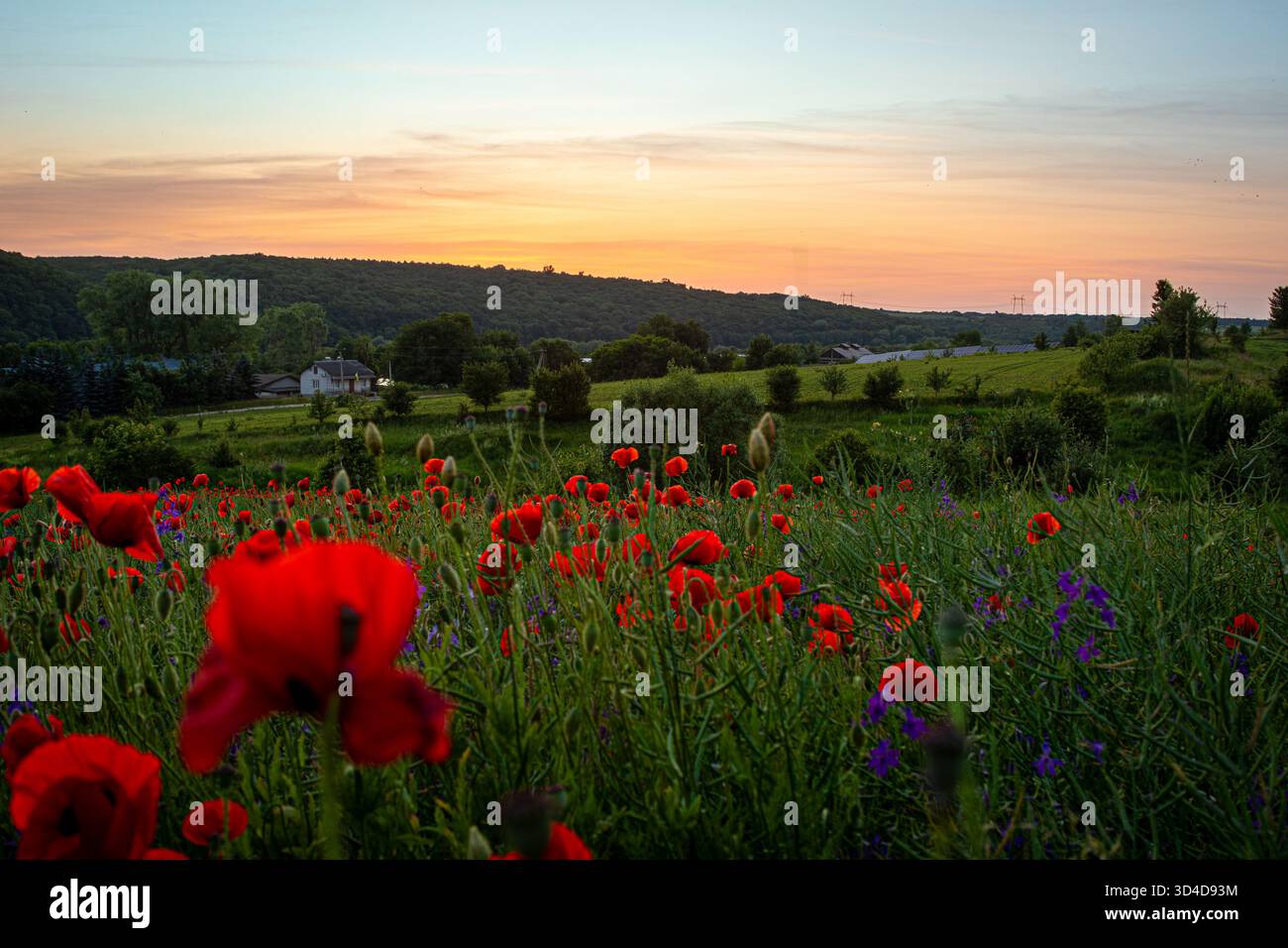 Bright red poppies and purple flowers fill a serene field as the sun ...