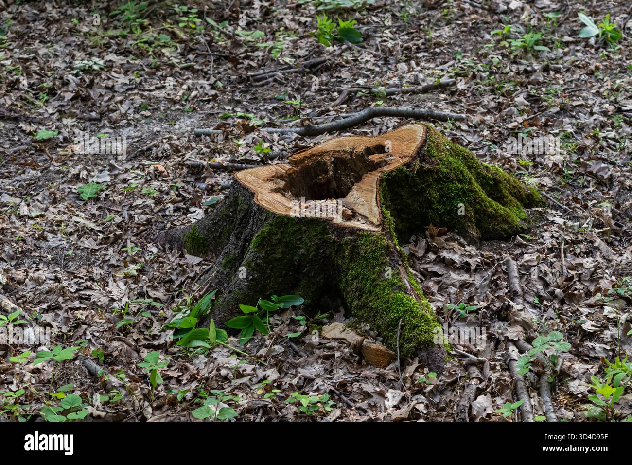 tree stump covered in moss stands forest with a bed of fallen leaves ...
