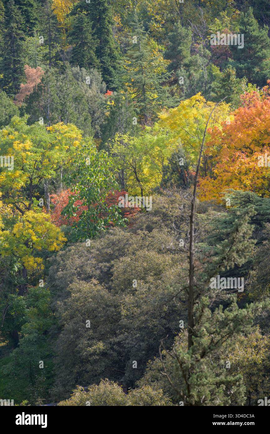 Sololaki Ridge Autumn foliage in the National Botanical Garden in Sololaki hills in ...