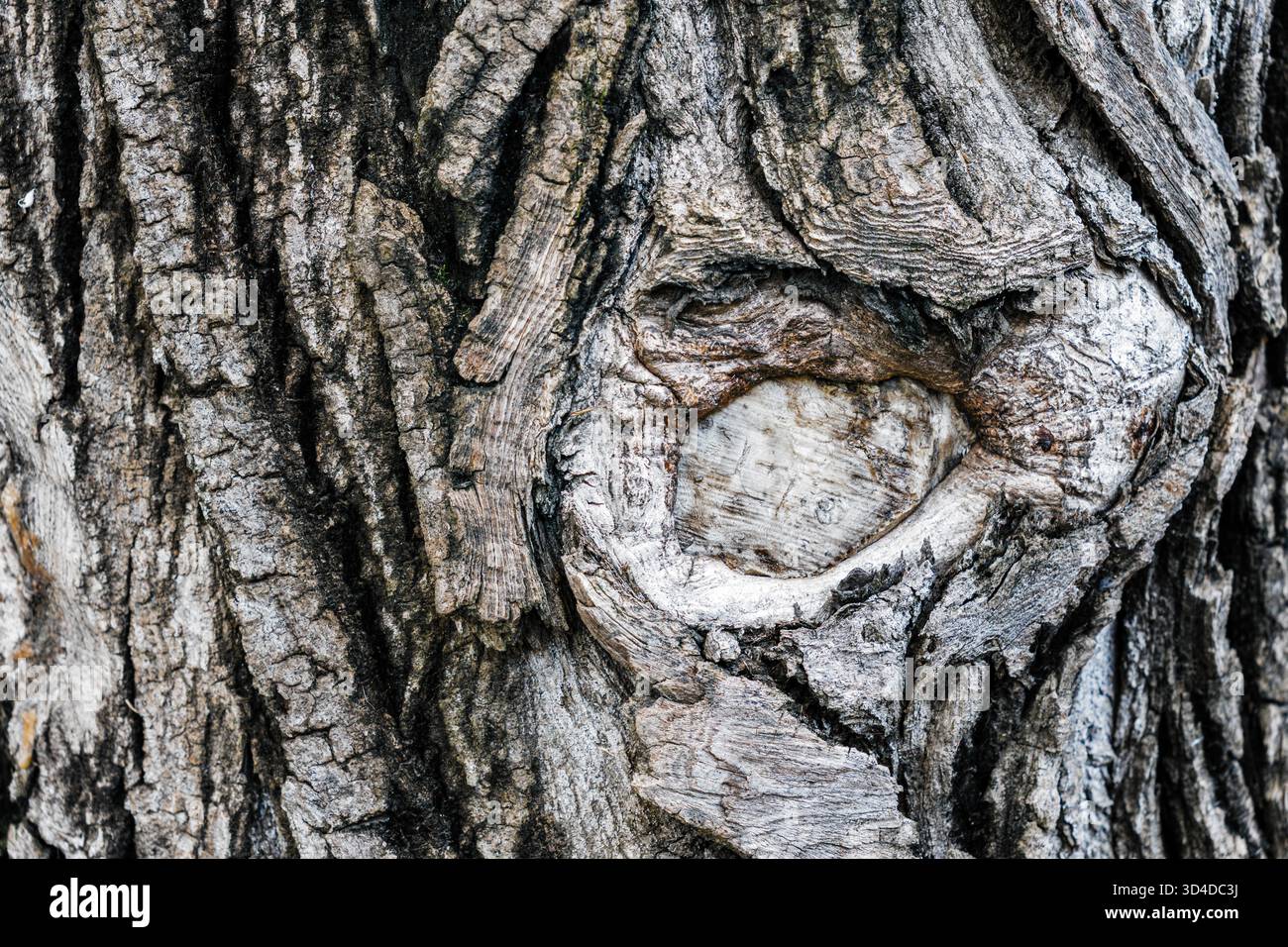 Close-up Tree Bark Rough Texture Stock Photo