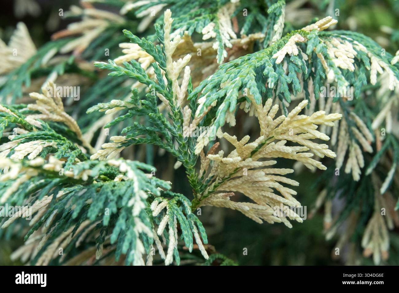 thaumatophyllum variegata Thaumatophyllum bipinnatifidum variegata – Cream-Marbled Giant main image 1