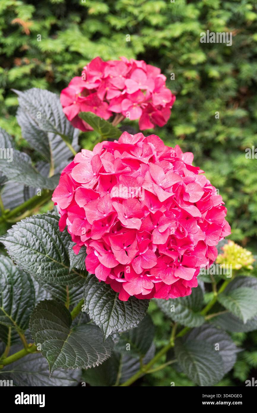 Mophead Hydrangea Bigleaf Hydrangea red flowers in the garden Stock Photo