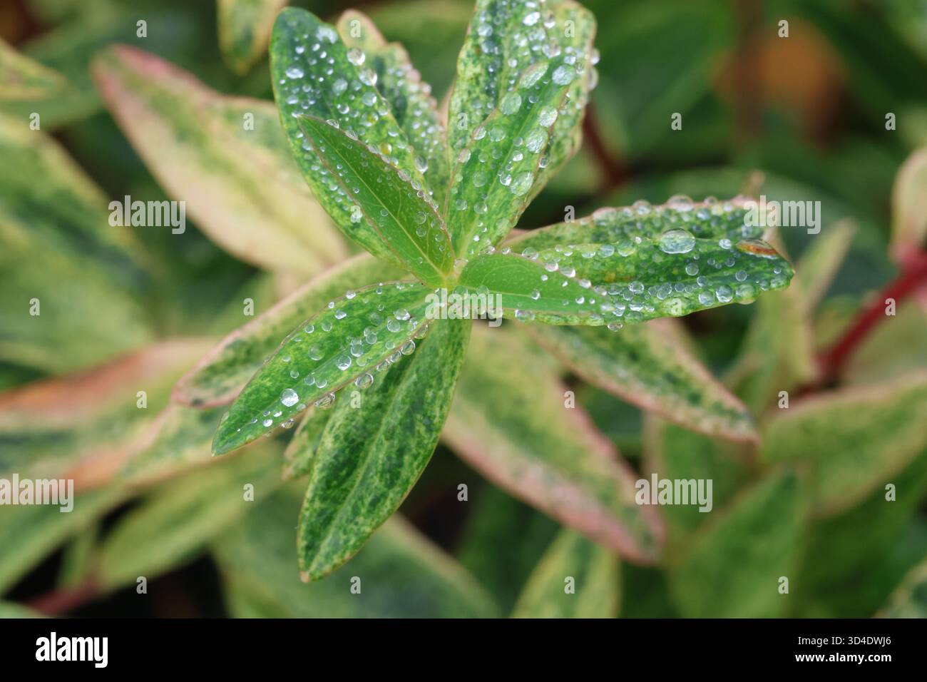 Hypericum Variagated Rose of sharon variegated hi-res stock photography and images - Alamy