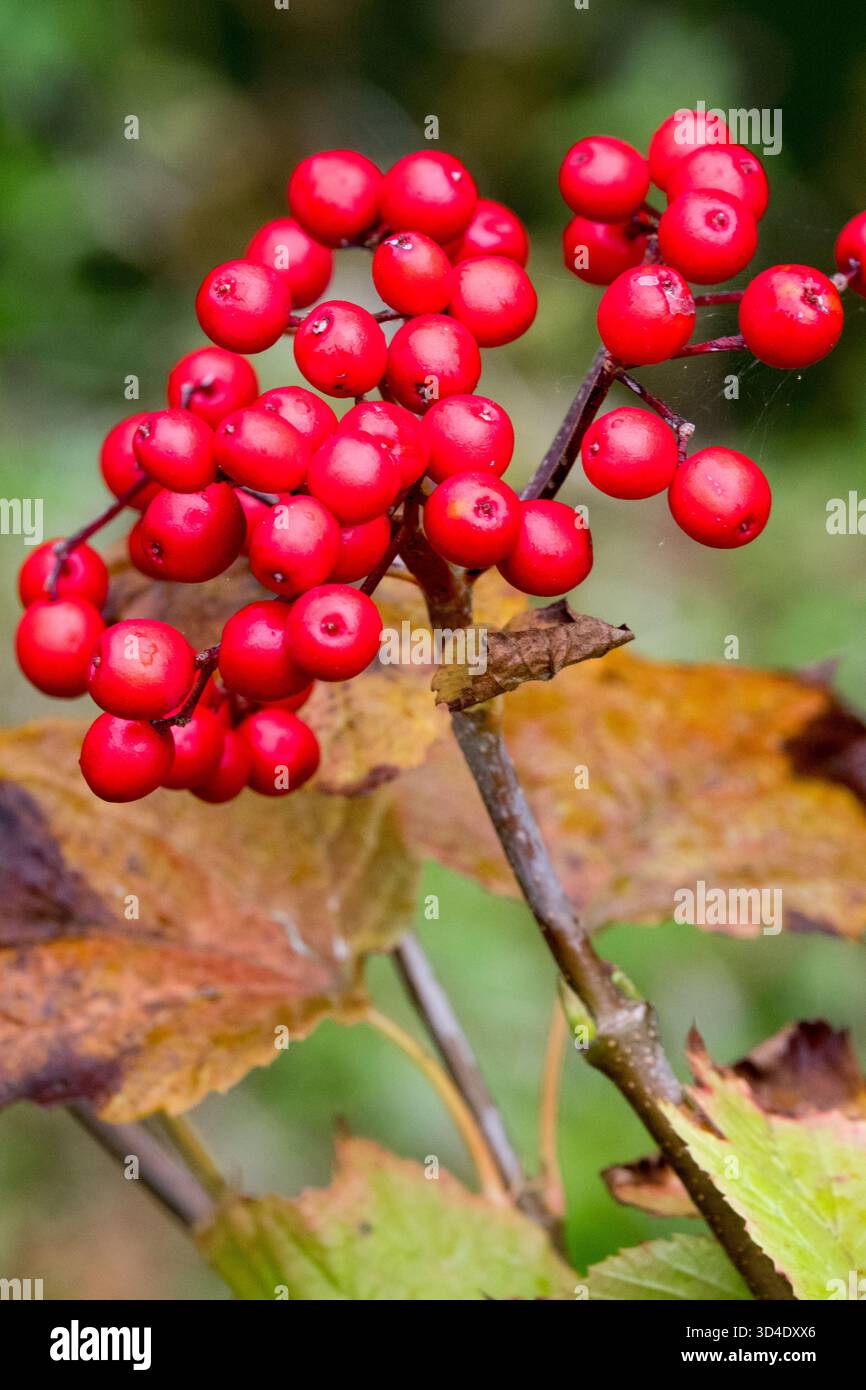 Autumn red seeds red berries Viburnum orientale Stock Photo